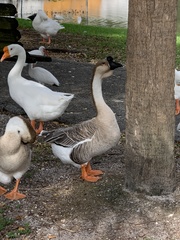 Anser cygnoides domesticus