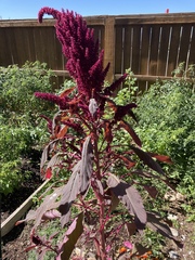 Amaranthus