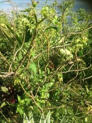 Jatropha gossypiifolia