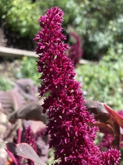 Amaranthus