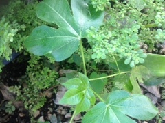 Jatropha gossypiifolia