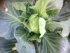 Brassica oleracea gemmifera