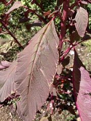 Amaranthus