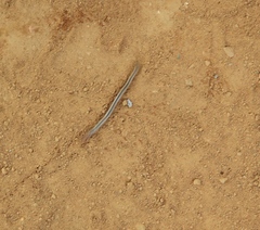 Arthrorhabdus pygmaeus