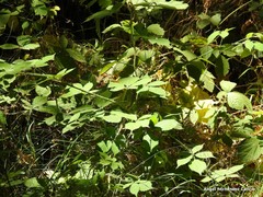 Rubus castellarnaui
