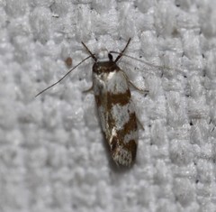 Isomoralla gephyrota