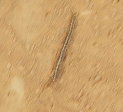 Arthrorhabdus pygmaeus