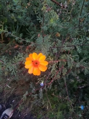 Adenophyllum cancellatum