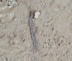 Arthrorhabdus pygmaeus