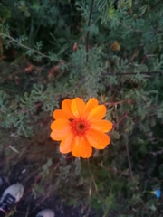 Adenophyllum cancellatum