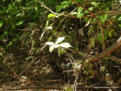 Rubus castellarnaui