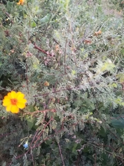 Adenophyllum cancellatum