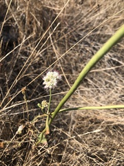Eriogonum nudum auriculatum