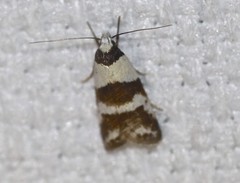 Eulechria triferella