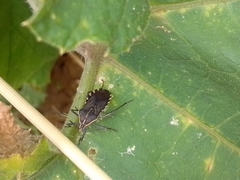 Anasa trilineata