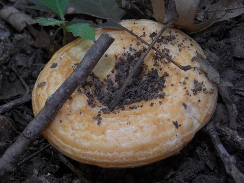 Form Lactarius psammicola psammicola · iNaturalist