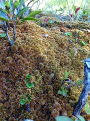 Sphagnum flavicomans