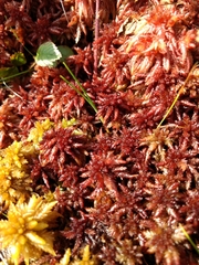 Sphagnum magellanicum