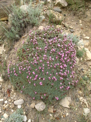 Acantholimon schemachense