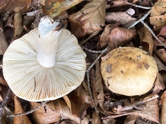 Russula fellea