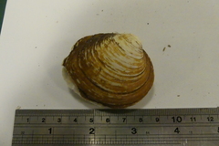 Ambleminae
