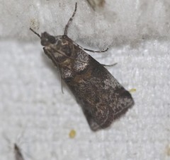 Conobathra hemichlaena