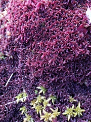 Sphagnum rubellum