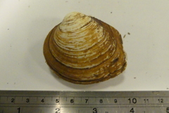 Ambleminae