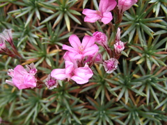 Acantholimon schemachense
