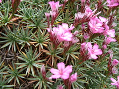 Acantholimon schemachense