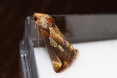 Plusia festucae