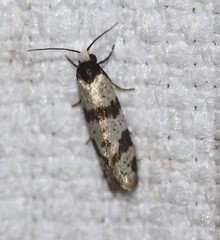 Lepidoscia stenomochla