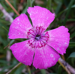 Dianthus alpinus