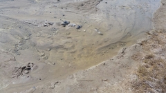 Cyprinodon salinus salinus