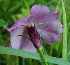 Dianthus alpinus