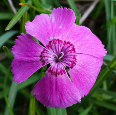 Dianthus alpinus