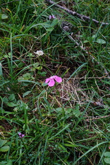 Dianthus alpinus