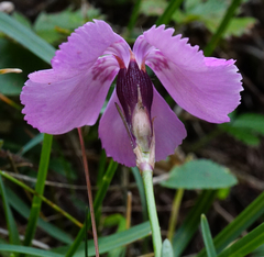 Dianthus alpinus