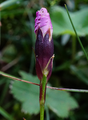 Dianthus alpinus