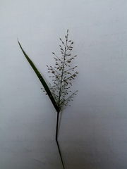 Leptochloa panicoides