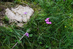 Dianthus alpinus