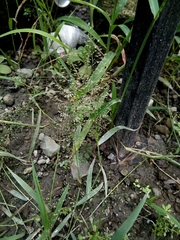 Leptochloa panicoides