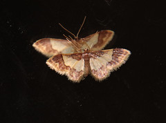 Idaea basinta