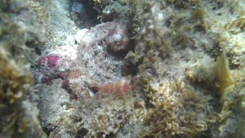 Octopus insularis