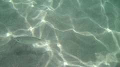 Slender Mojarra photo 1