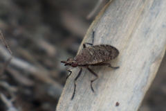 Euthycera cribrata