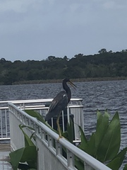 Egretta tricolor image