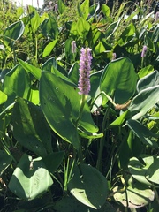 Pontederia sagittata