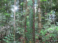 Monstera spruceana