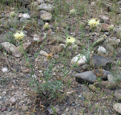Centaurea reflexa